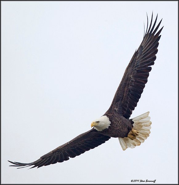 _1SB0801 bald eagle.jpg